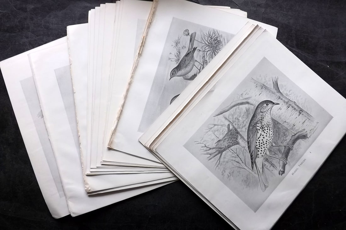 Frohawk, Frederick 1898 Lot of 35 Folio Antique Bird Prints (1 of 7)