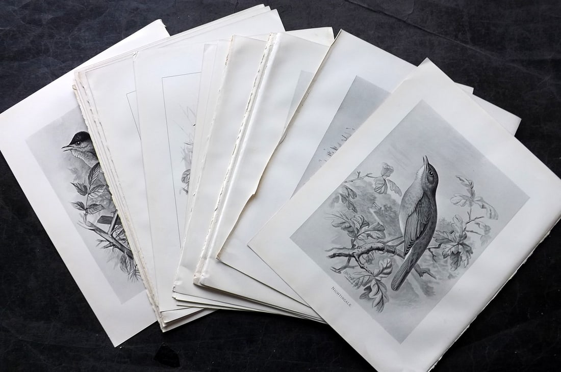 Frohawk, Frederick 1898 Lot of 20 Folio Antique Bird Prints: Offset Lithograph Published 1896-98, London for "British Birds with their Nests and Eggs" by Arthur G. Butler. Illustrated by Frederick William Frohawk. Paper Size: 12 x 9.5 inch (30 x 24cm) Good Cond