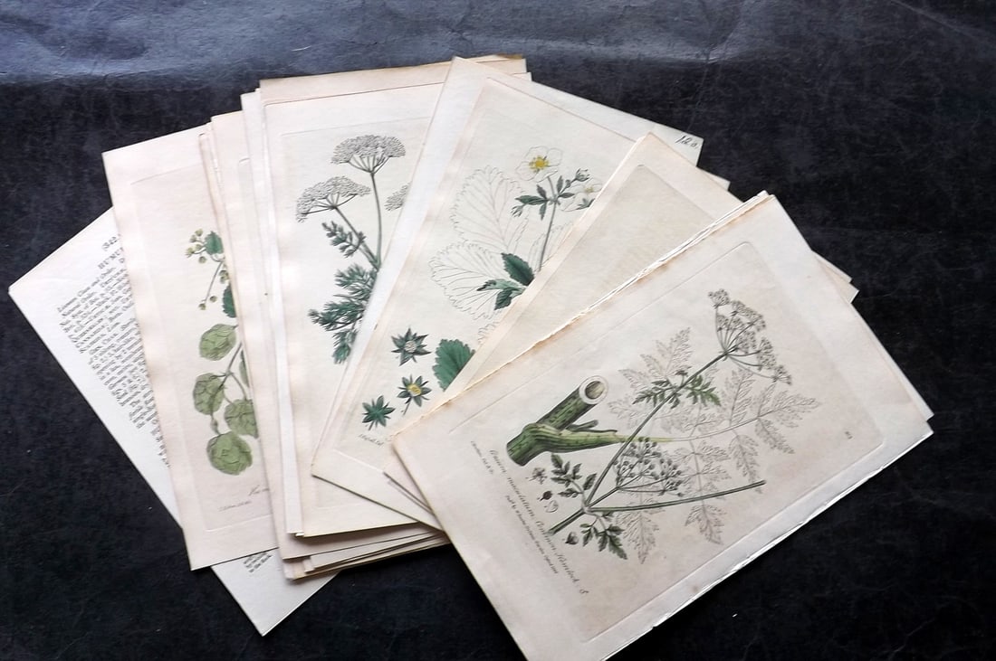 Baxter 1840's Lot of 12 Hand Col Botanical Prints (1 of 3)