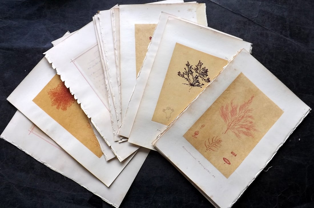 Original Art C1875 Lot of 10 Red Seaweed Pen, Ink & Watercolours (1 of 7)