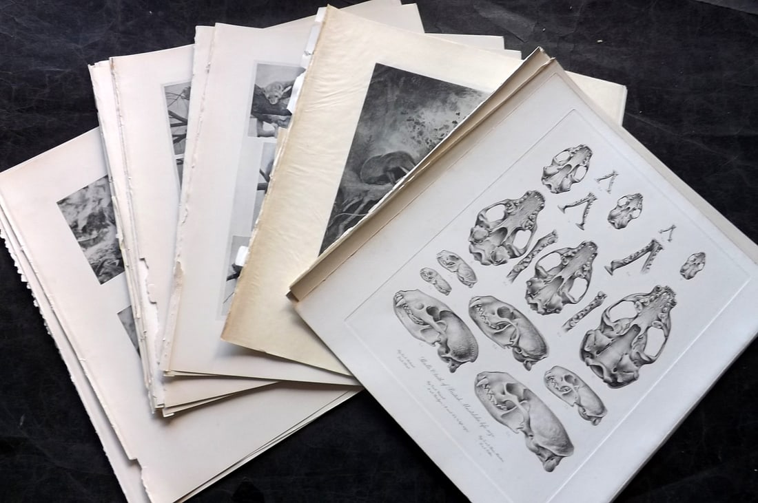 Millais, John 1904 Lot of 20 Folio Natural History Prints: Antique Folio Photoengravings and Lithographs Published 1904, London for "The Mammals of Great Britain and Ireland" by John Guille Millais. Illustrated by Archibald Thorburn, George Lodge and the Auth