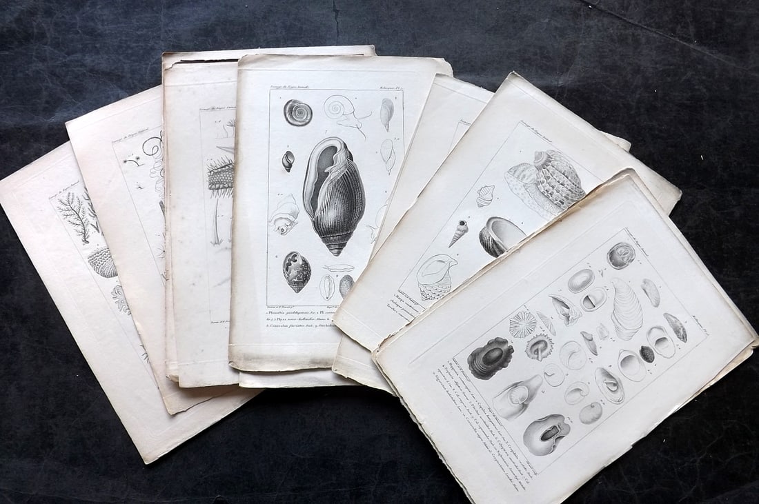 Cuvier, Baron C1830 Lot of 16 Antique Shell & Sea Life Prints (1 of 3)
