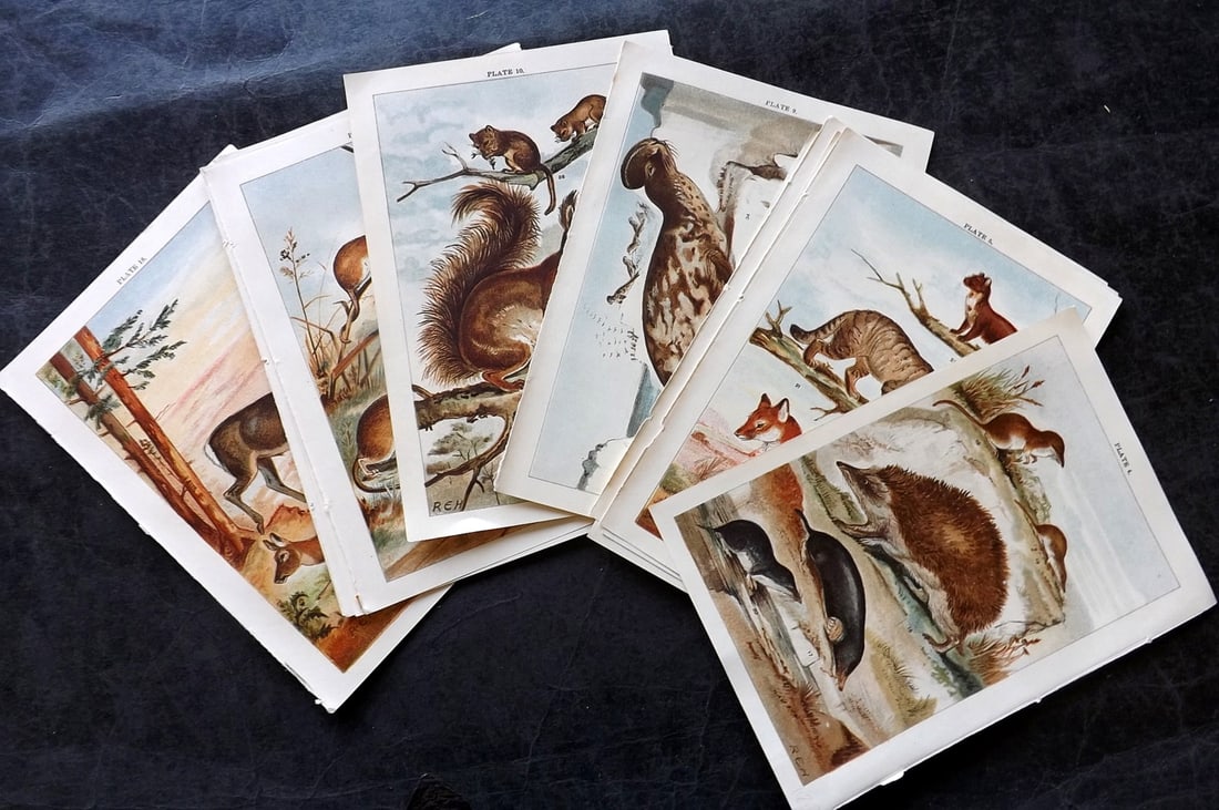 Gordon, W. J. C1900 Lot of 16 Natural History Prints: Antique Chromolithograph Published C1900, London for the "Our Country's" Series by W. J. Gordon. Paper Size: 7.5 x 5 inch (19 x 13cm) Good Condition