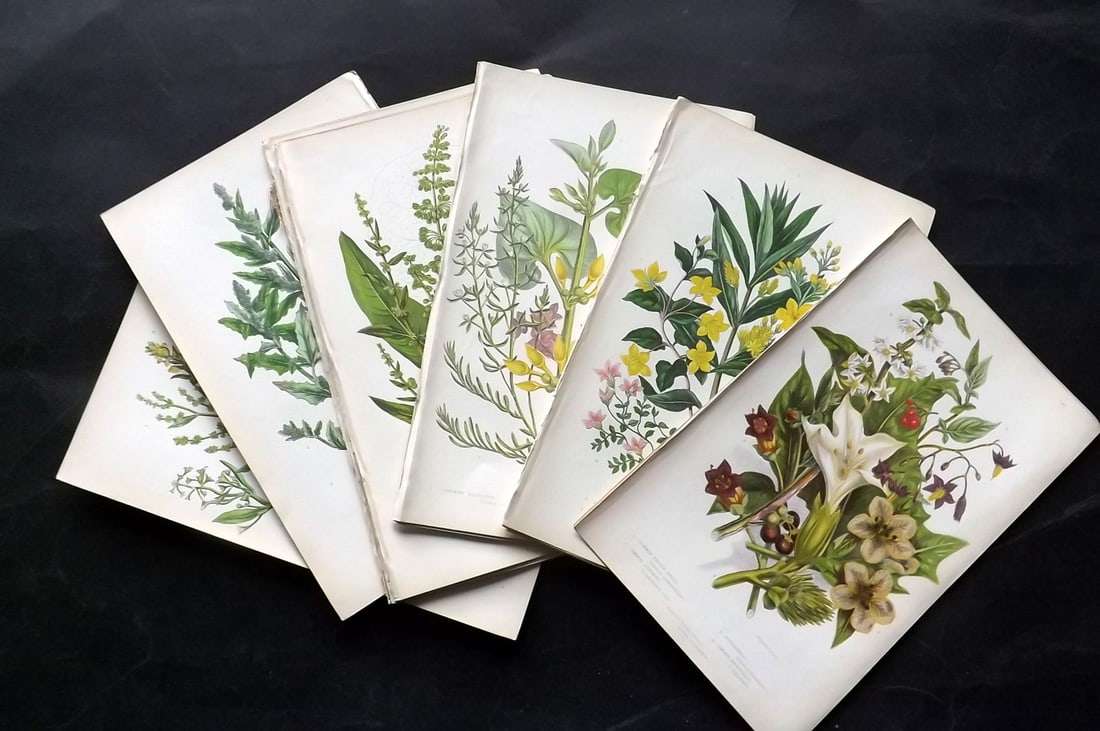 Pratt, Anne 1855 Lot of 17 Antique Botanical Prints. First Edition: Colour Printed Woodblocks Published 1855, London for "The Flowering Plants and Ferns of Great Britain" First Edition by Anne Pratt. Paper Size: 9 x 5.5 inch (23 x 14cm) Good Condition