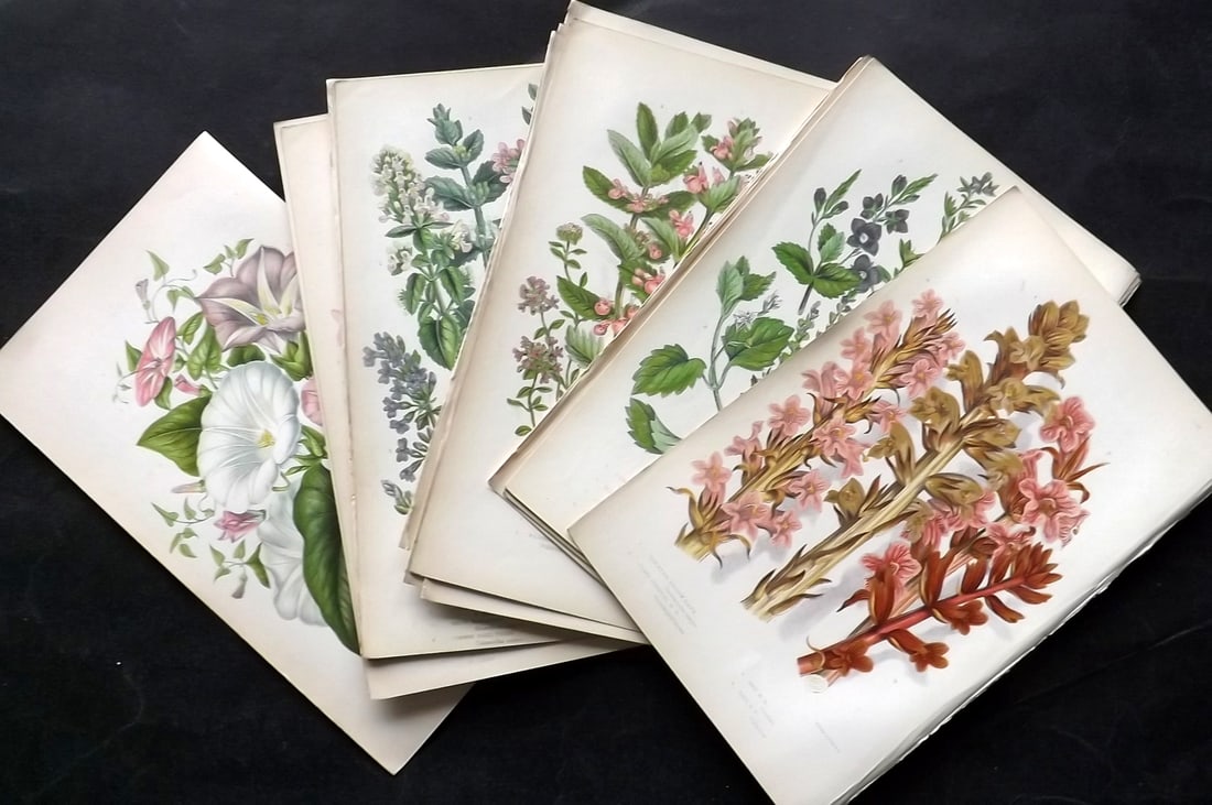 Pratt, Anne 1855 Lot of 17 Antique Botanical Prints. First Edition: Colour Printed Woodblocks Published 1855, London for "The Flowering Plants and Ferns of Great Britain" First Edition by Anne Pratt. Paper Size: 9 x 5.5 inch (23 x 14cm) Good Condition