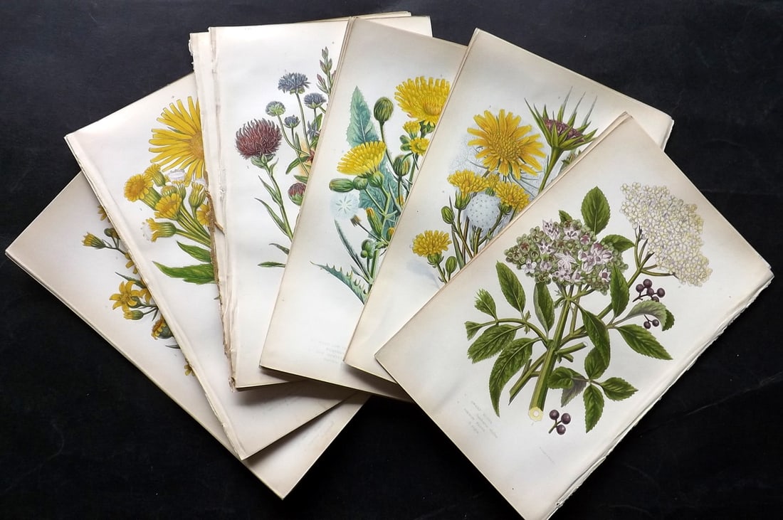 Pratt, Anne 1855 Lot of 17 Antique Botanical Prints. First Edition: Colour Printed Woodblocks Published 1855, London for "The Flowering Plants and Ferns of Great Britain" First Edition by Anne Pratt. Paper Size: 9 x 5.5 inch (23 x 14cm) Good Condition