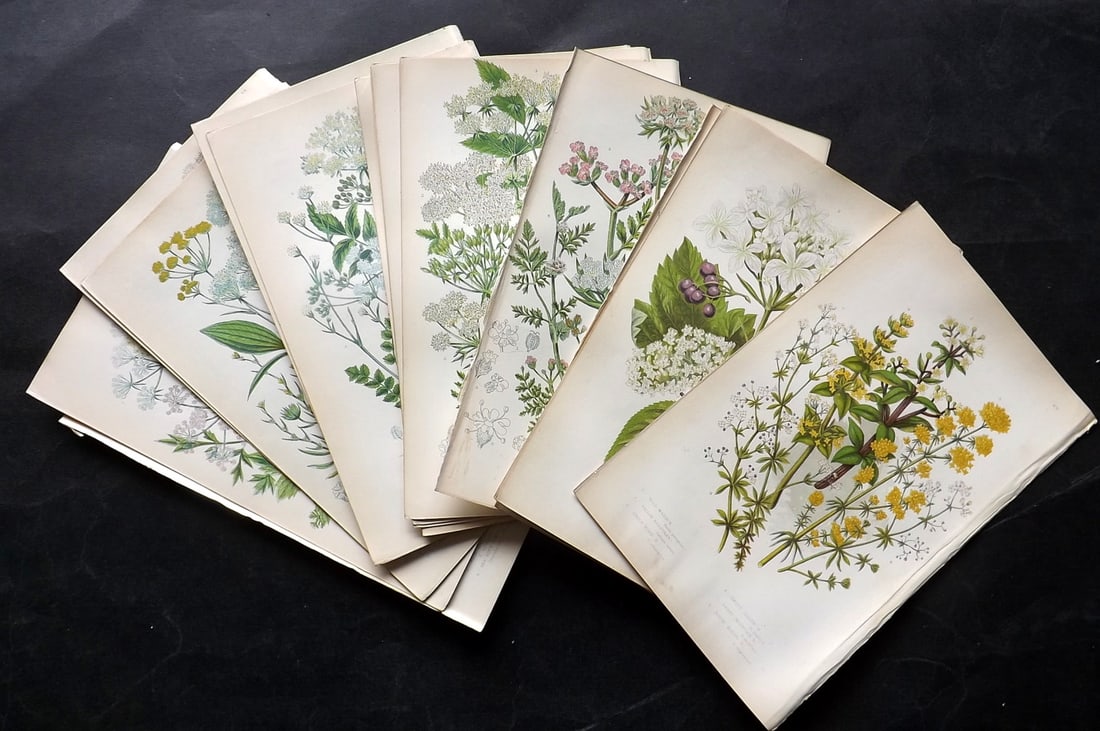 Pratt, Anne 1855 Lot of 17 Antique Botanical Prints. First Edition: Colour Printed Woodblocks Published 1855, London for "The Flowering Plants and Ferns of Great Britain" First Edition by Anne Pratt. Paper Size: 9 x 5.5 inch (23 x 14cm) Good Condition