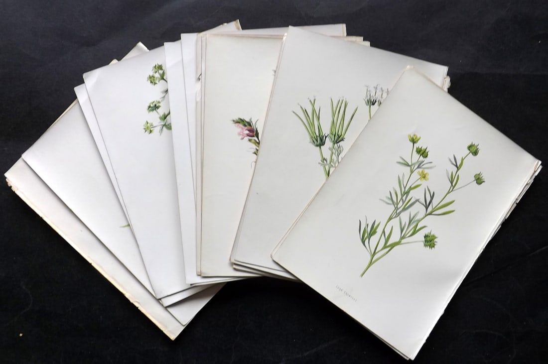 Hulme, F. Edward C1880 Lot of 26 First Edition Botanical Prints (1 of 5)