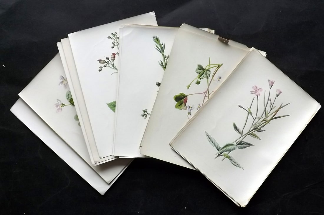 Hulme, F. Edward C1880 Lot of 26 First Edition Botanical Prints: Antique Chromolithograph Published 1878-84, London for "Familiar Wild Flowers" First Edition by F. Edward Hulme & Shirley Hibberd. Paper Size: 7.5 x 5 inch (19 x 13cm) Good Condition