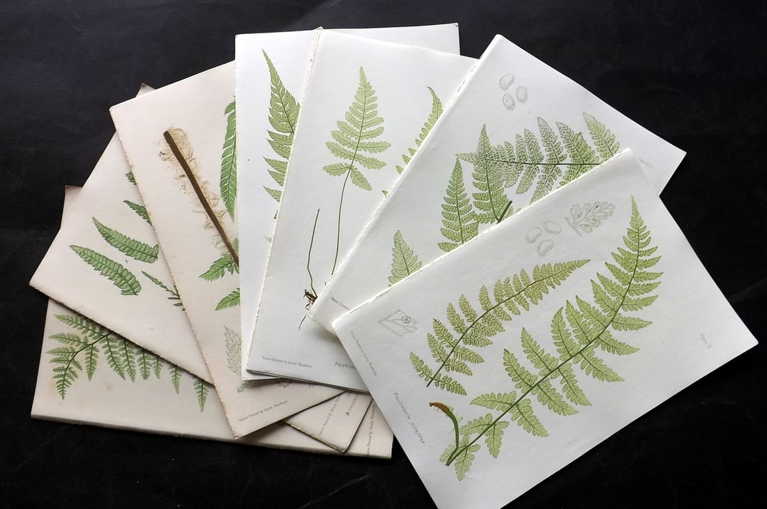 Moore & Bradbury 1860 Lot of 10 Nature Printed Ferns (1 of 3)