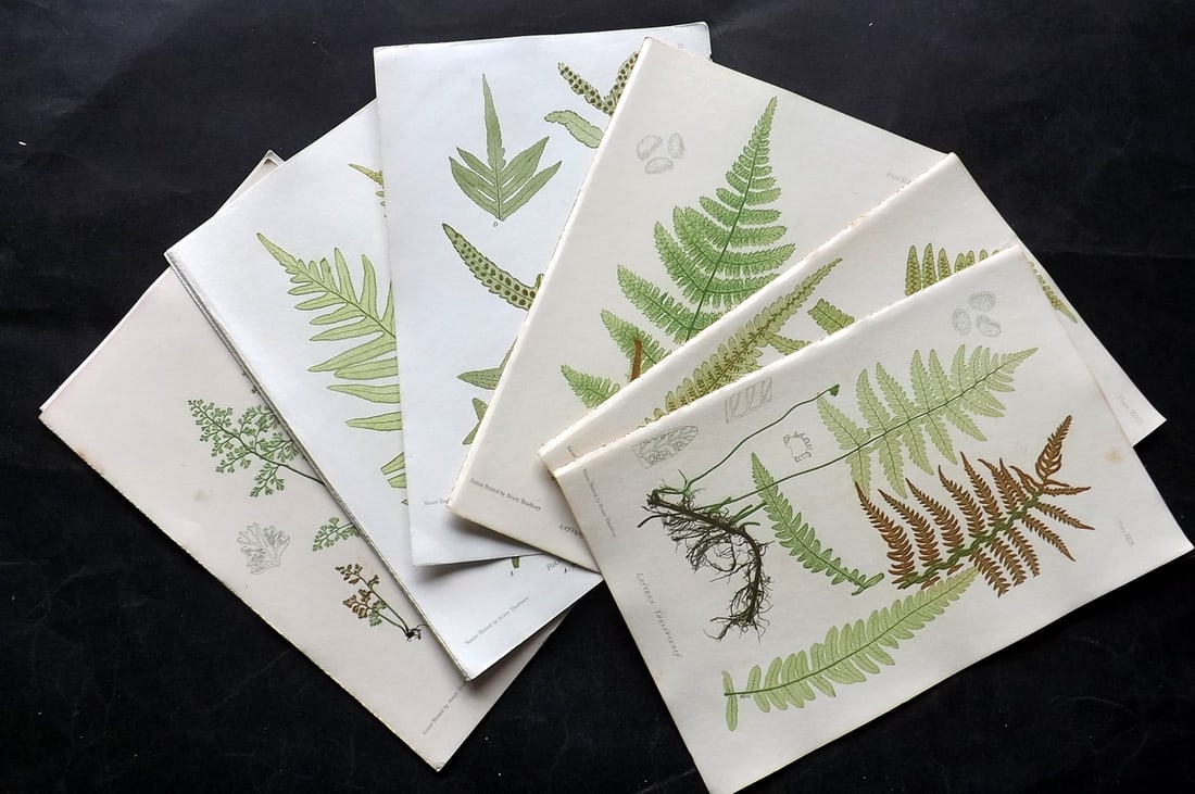 Moore & Bradbury 1860 Lot of 10 Nature Printed Ferns (1 of 3)