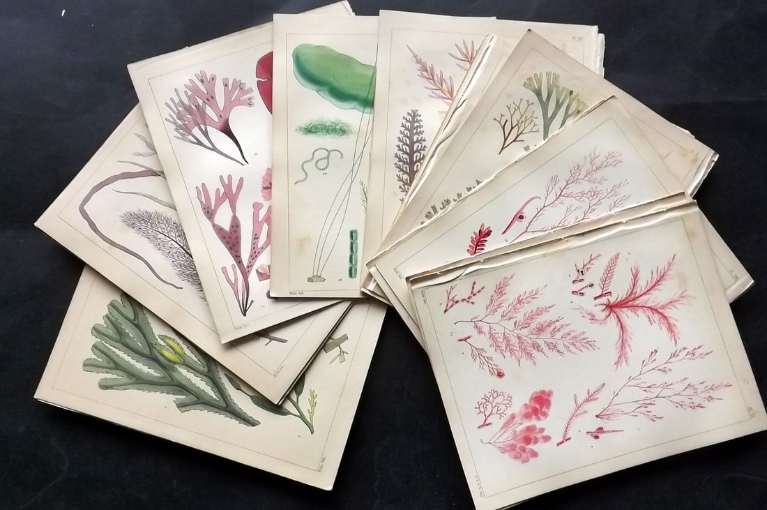 Landsborough, David 1851 Lot of 20 Hand Colored Seaweed Prints (1 of 6)