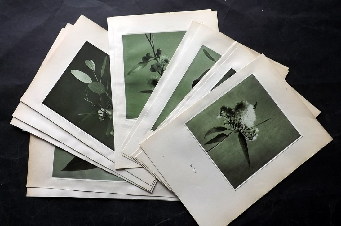 Grimwade, Russell 1920 Lot of 15 Australian Botanical Prints: Tipped In Photoengravings Published 1920, Sydney for "An Anthography of the Eucalypts" by Russell Grimwade. Descriptive text to the reverse but with no show through. Paper Size: 11 x 8 inch (28 x 20cm