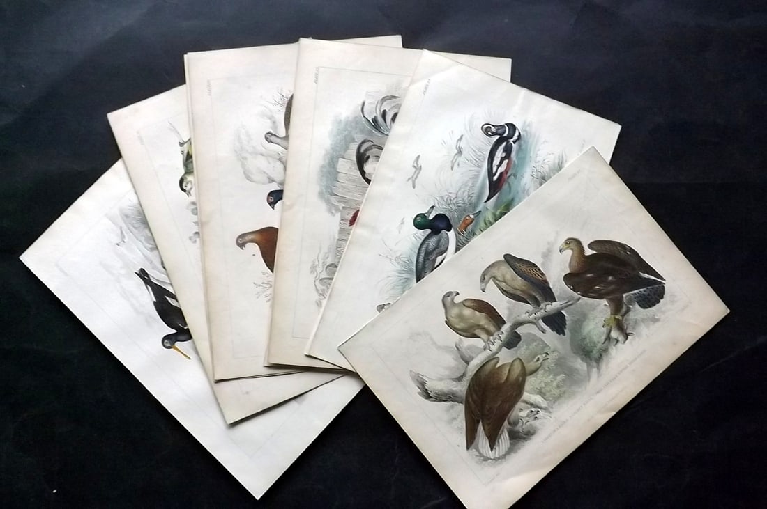 Goldsmith, Oliver C1860 Lot of 11 Hand Col Bird Prints: Hand Colored Steel Engraving Published C1860 by Blackie & Son, London for "A History of the Earth and Animated Nature" by Oliver Goldsmith. Paper Size: 9.5 x 6 inch (24 x 16cm) Good Condition
