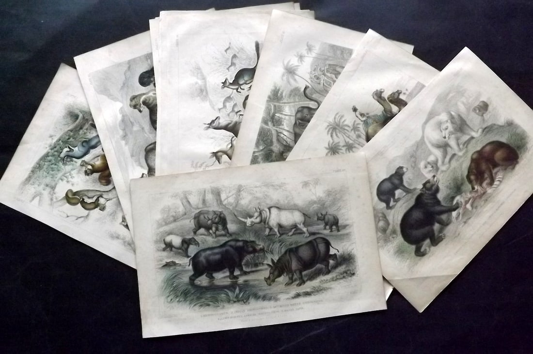 Goldsmith, Oliver C1860 Lot of 11 Hand Col Natural History Prints: Hand Colored Steel Engraving Published C1860 by Blackie & Son, London for "A History of the Earth and Animated Nature" by Oliver Goldsmith. Paper Size: 9.5 x 6 inch (24 x 16cm) Minor toning, otherwise