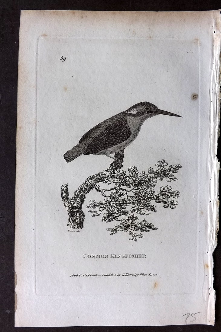 Shaw, George 1809 Bird Print. Common Kingfisher: Copper Plate Published 1809 by G.Kearsley, London for "Zoological Lectures..." by George Shaw. Paper Size: 8 x 5 inch (21 x 13cm) Very minor margin toning. Good Condition