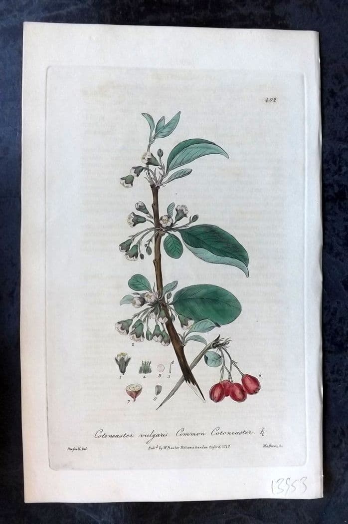 Baxter, William C1840 Hand Col Botanical Print. Common Cotoneaster 402: Antique Etching Published 1834-43, Oxford for "British Phaenogamous Botany; or, Figures and Descriptions of British Flowering Plants" by William Baxter. Fine hand colour as issued. Paper Size: 8.5 x 5