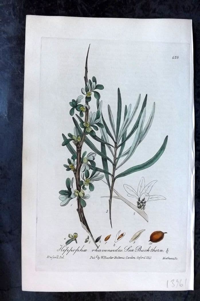 Baxter, William C1840 Hand Col Botanical Print. Sea Buck Thorn 426: Antique Etching Published 1834-43, Oxford for "British Phaenogamous Botany; or, Figures and Descriptions of British Flowering Plants" by William Baxter. Fine hand colour as issued. Paper Size: 8.5 x 5