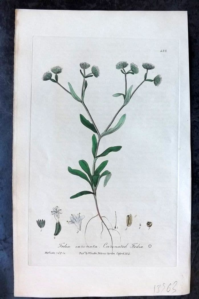 Baxter, William C1840 Hand Col Botanical Print. Crainated Fedia 432: Antique Etching Published 1834-43, Oxford for "British Phaenogamous Botany; or, Figures and Descriptions of British Flowering Plants" by William Baxter. Fine hand colour as issued. Paper Size: 8.5 x 5
