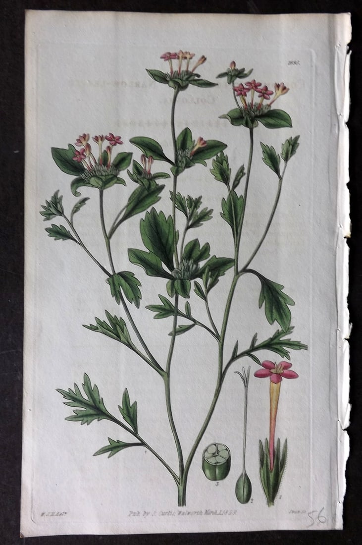 Curtis 1829 HCol Botanical Print. Narrow Leaved Collomia 2895: Hand Colored Etching Published 1787-1904, London for "The Botanical Magazine; or Flower-Garden Displayed" and later "Curtis's Botanical Magazine..." by William Curtis, continued by John Simms and othe