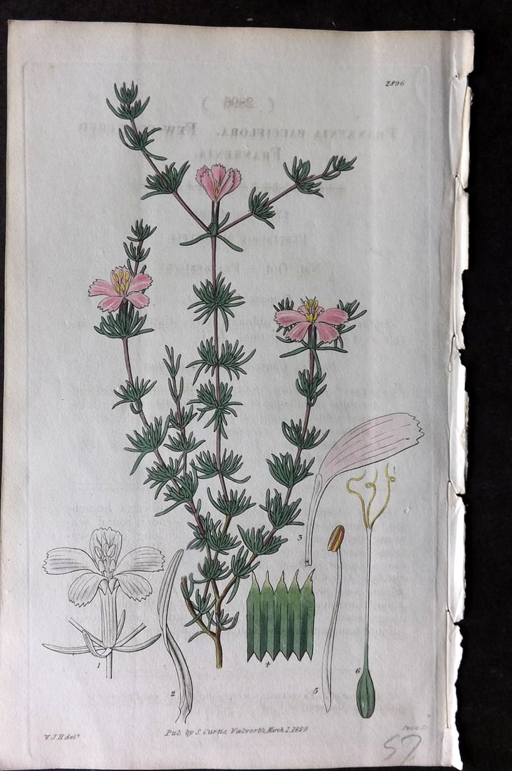 Curtis 1829 HCol Botanical Print. Few Flowered Frankenia 2896: Hand Colored Etching Published 1787-1904, London for "The Botanical Magazine; or Flower-Garden Displayed" and later "Curtis's Botanical Magazine..." by William Curtis, continued by John Simms and othe