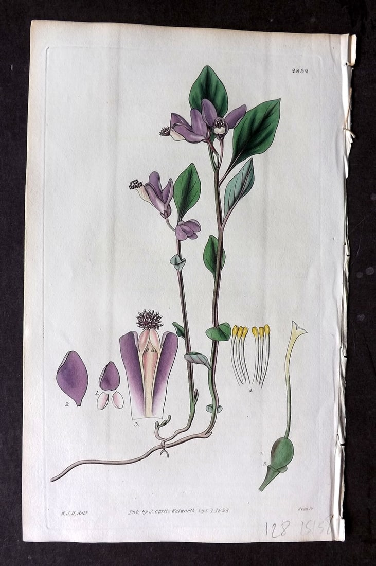 Curtis 1828 HCol Botanical Print. Few Leaved Milk Wort 2852: Antique Engraving/Etching Published 1787-1904, London for "The Botanical Magazine; or Flower-Garden Displayed" and later "Curtis's Botanical Magazine..." by William Curtis, continued by John Simms and