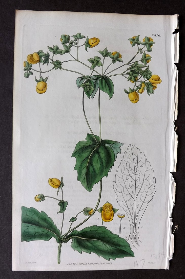 Curtis 1829 HCol Botanical Print. Connate-Leaved Slipper Wort 2876: Antique Engraving/Etching Published 1787-1904, London for "The Botanical Magazine; or Flower-Garden Displayed" and later "Curtis's Botanical Magazine..." by William Curtis, continued by John Simms and