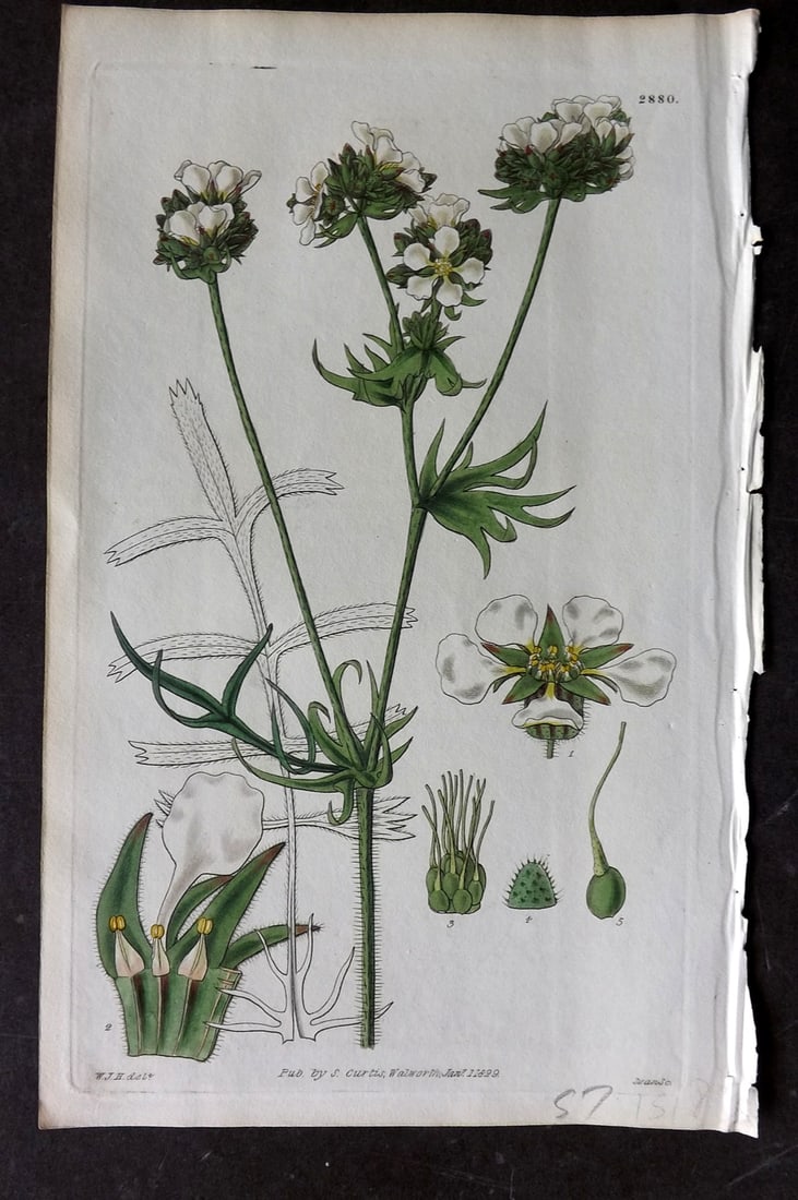 Curtis, William 1829 HCol Botanical Print. Tufted Flowered Horkelia 2880: Hand Colored Etching Published 1787-1904, London for "The Botanical Magazine; or Flower-Garden Displayed" and later "Curtis's Botanical Magazine..." by William Curtis, continued by John Simms and othe