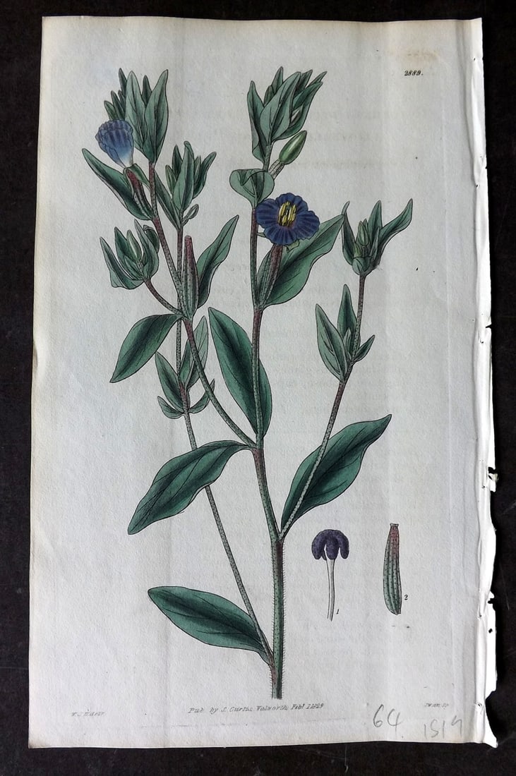 Curtis, William 1829 HCol Botanical. Decumbent Small Flowered Evening Primrise 2889 (1 of 1)