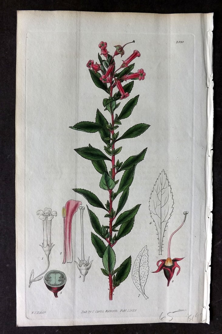 Curtis, William 1829 HCol Botanical Print. Red Flowered Escallonia 2890: Hand Colored Etching Published 1787-1904, London for "The Botanical Magazine; or Flower-Garden Displayed" and later "Curtis's Botanical Magazine..." by William Curtis, continued by John Simms and othe