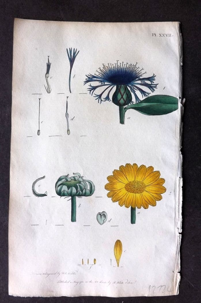 Nodder & Martyn 1815 Hand Col Botanical Print. Mountain Blue Bottle 27 (1 of 1)