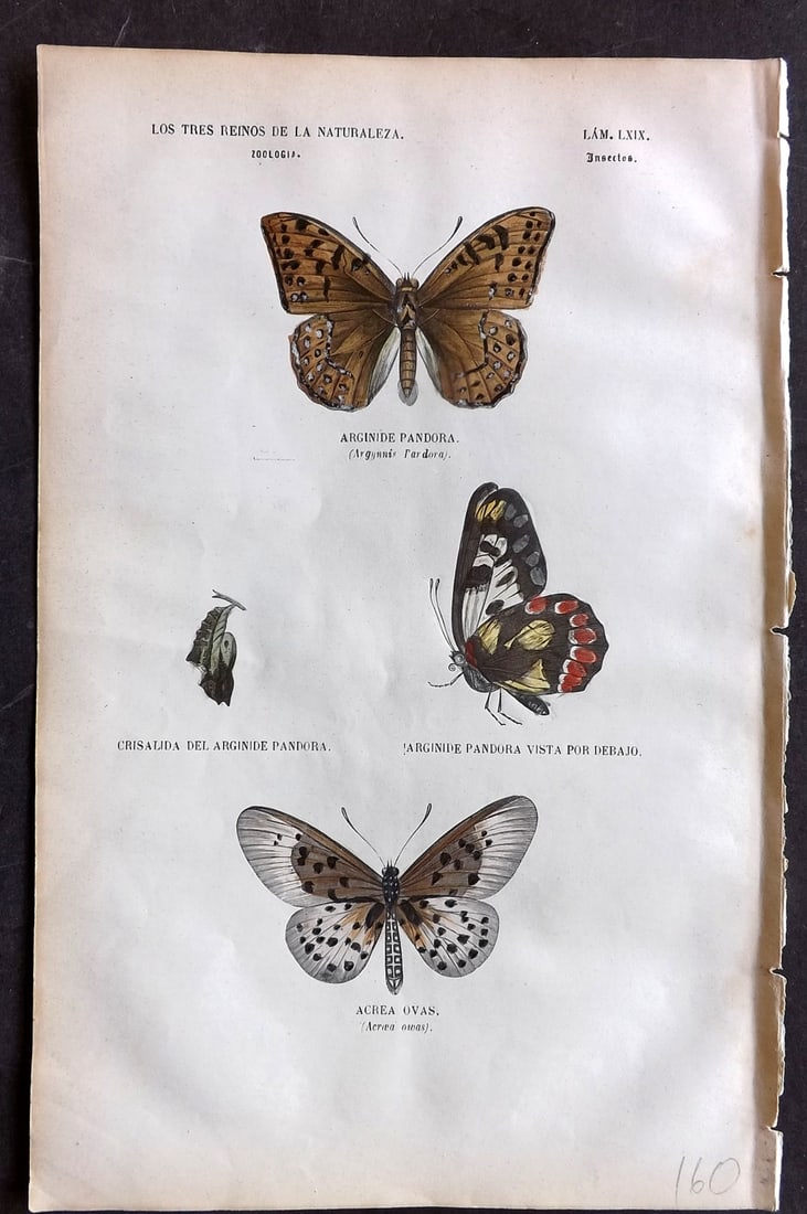 Buffon, Comte de 1856 Hand Col Print. Arginide Pandora, Acrea Ovas 79: Hand Colored Etching/Engraving Published 1856, Madrid for "Museo pintoresco de Historia Natural" by the Comte de Buffon and M. M. J. de Galdo. Paper Size: 10 x 6.5 inch (26 x 17cm) Good Condition