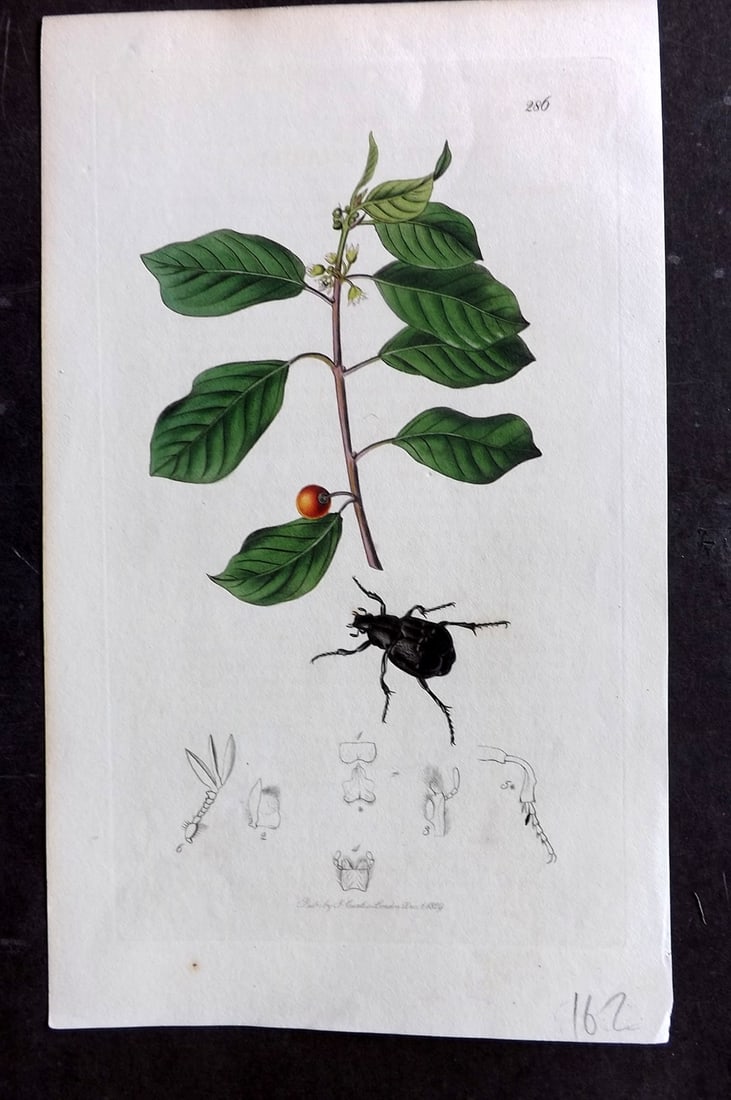 Curtis C1830 Hand Col Insect Botanical Print. Trichus Variabilis 286: Hand Colored Etching Published 1823-39, London for "British Entomology: Being Illustrations and Descriptions of the Genera of Insects found in Great Britain and Ireland" First Edition by John Curtis. 