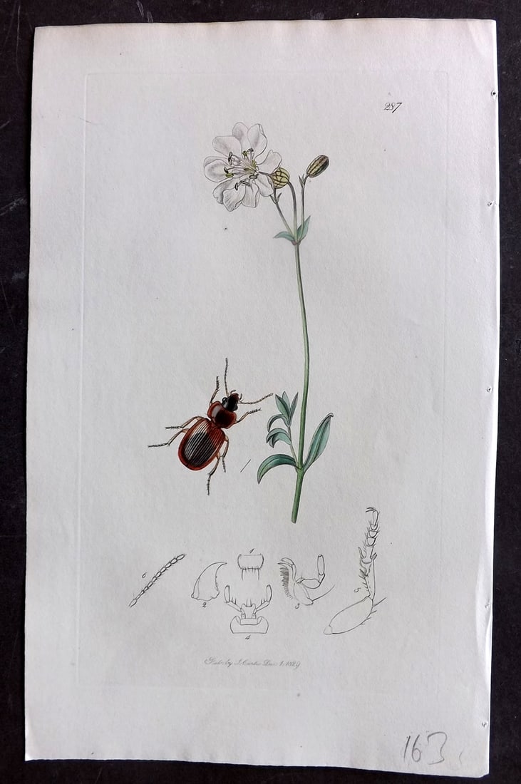 Curtis C1830 Hand Col Insect Botanical Print. Masoreus Luxatus 287: Hand Colored Etching Published 1823-39, London for "British Entomology: Being Illustrations and Descriptions of the Genera of Insects found in Great Britain and Ireland" First Edition by John Curtis. 
