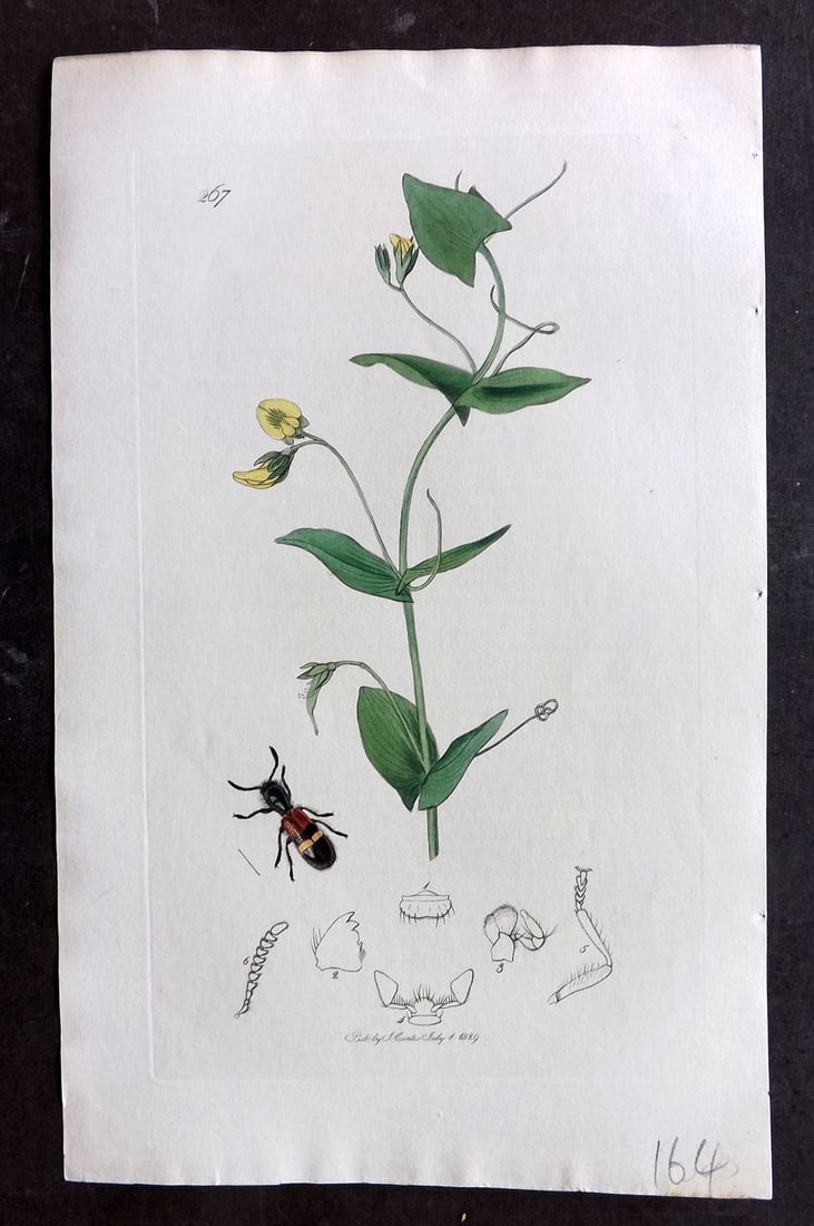 Curtis C1830 Hand Col Insect Botanical Print. Tillus Unifasciatus 267: Hand Colored Etching Published 1823-39, London for "British Entomology: Being Illustrations and Descriptions of the Genera of Insects found in Great Britain and Ireland" First Edition by John Curtis. 