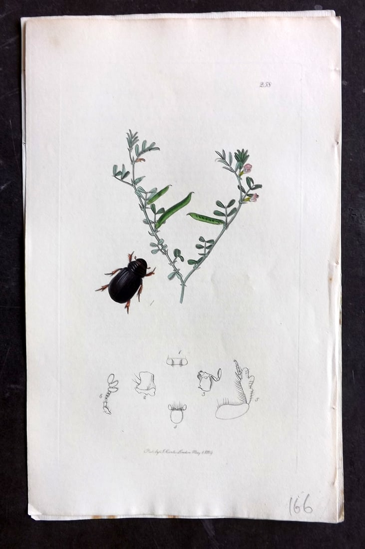 Curtis C1830 Hand Col Insect Botanical Print. Psammodius Sulcicollis 258: Hand Colored Etching Published 1823-39, London for "British Entomology: Being Illustrations and Descriptions of the Genera of Insects found in Great Britain and Ireland" First Edition by John Curtis. 