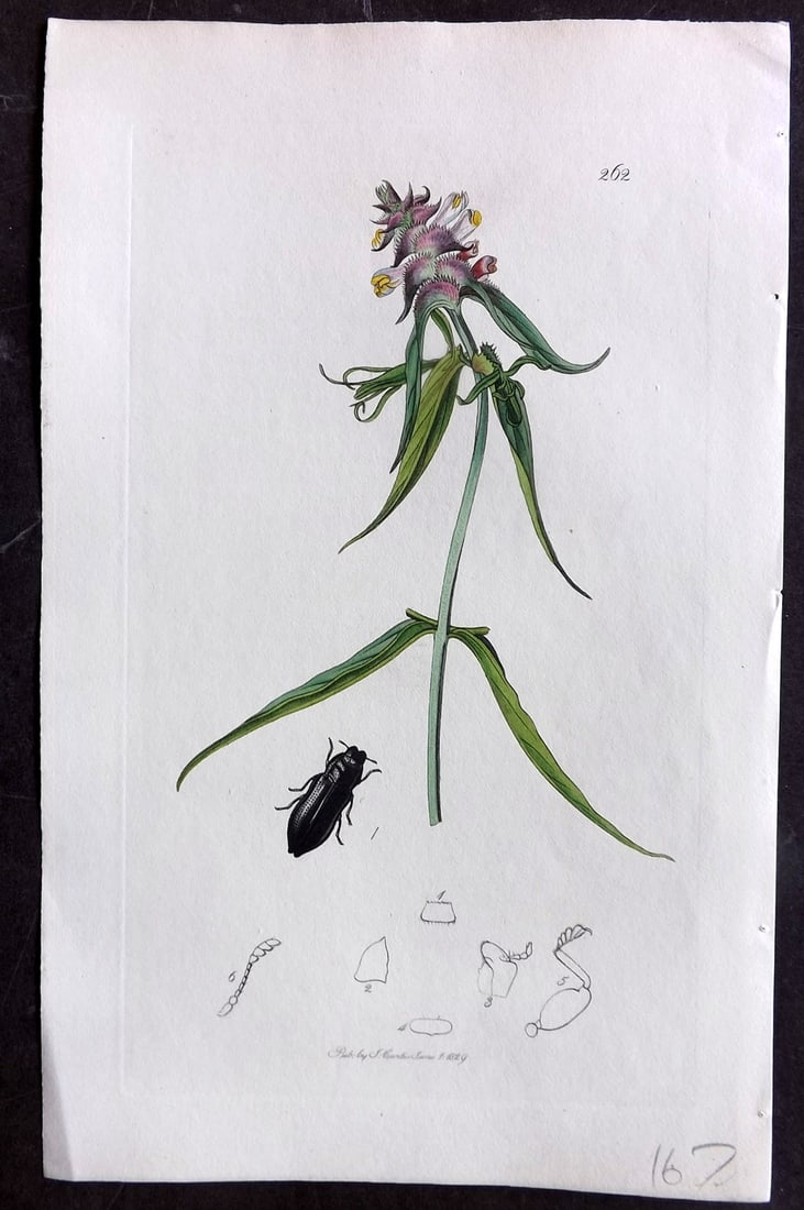 Curtis C1830 Hand Col Insect Botanical Print. Aphanisticus Pusillus 262: Hand Colored Etching Published 1823-39, London for "British Entomology: Being Illustrations and Descriptions of the Genera of Insects found in Great Britain and Ireland" First Edition by John Curtis. 