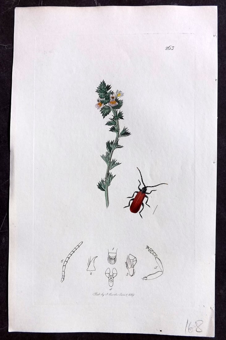 Curtis C1830 Hand Col Insect Botanical Print. Lycus Minutus 263: Hand Colored Etching Published 1823-39, London for "British Entomology: Being Illustrations and Descriptions of the Genera of Insects found in Great Britain and Ireland" First Edition by John Curtis. 
