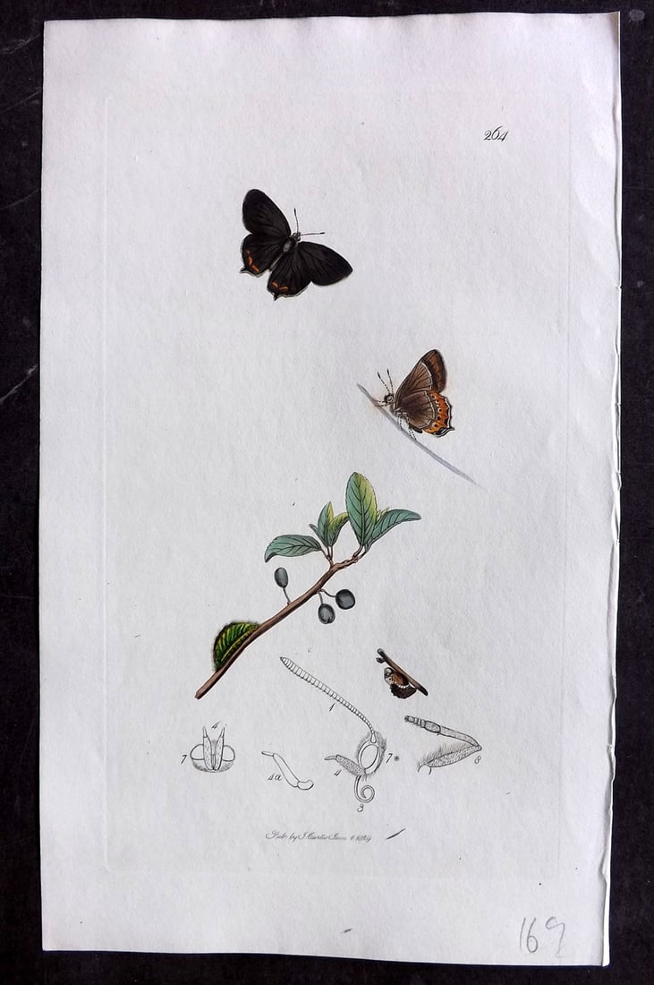 Curtis C1830 Hand Col Insect Botanical Print. Black Hair Streak Butterfly 264: Hand Colored Etching Published 1823-39, London for "British Entomology: Being Illustrations and Descriptions of the Genera of Insects found in Great Britain and Ireland" First Edition by John Curtis. 