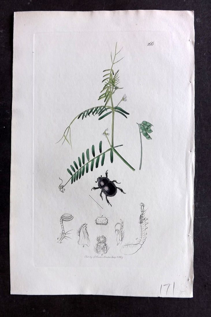 Curtis C1830 Hand Col Insect Botanical Print. Smooth Dor, or Clock Beetle 266 (1 of 1)