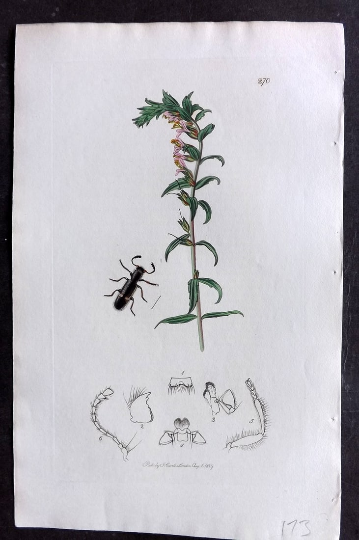 Curtis C1830 Hand Col Insect Botanical Print. Opilus Fasciatus 270: Hand Colored Etching Published 1823-39, London for "British Entomology: Being Illustrations and Descriptions of the Genera of Insects found in Great Britain and Ireland" First Edition by John Curtis. 