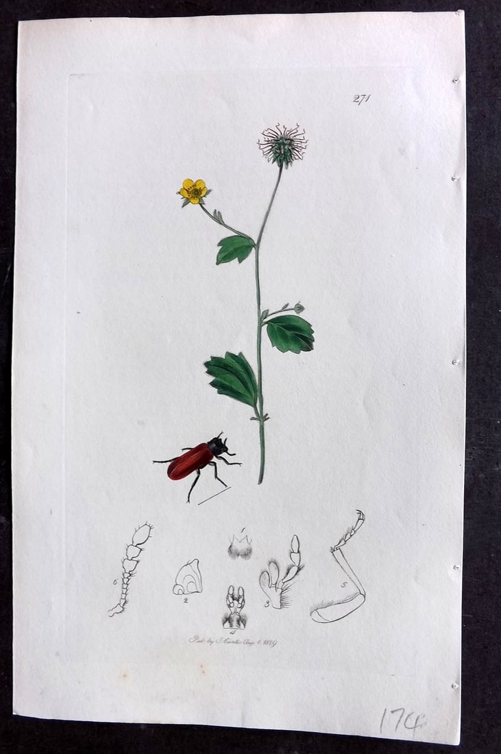 Curtis C1830 Hand Col Insect Botanical Print. Apate Capucinus 271: Hand Colored Etching Published 1823-39, London for "British Entomology: Being Illustrations and Descriptions of the Genera of Insects found in Great Britain and Ireland" First Edition by John Curtis. 