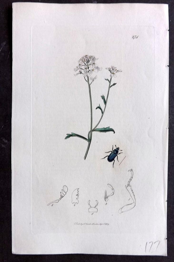 Curtis C1830 Hand Col Insect Botanical Print. Platycerus Caraboides 274: Hand Colored Etching Published 1823-39, London for "British Entomology: Being Illustrations and Descriptions of the Genera of Insects found in Great Britain and Ireland" First Edition by John Curtis. 