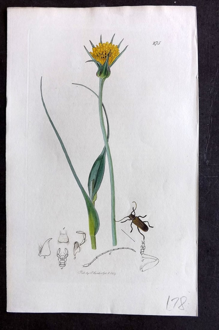Curtis C1830 Hand Col Insect Botanical Print. Saperda Atkinsoni 275: Hand Colored Etching Published 1823-39, London for "British Entomology: Being Illustrations and Descriptions of the Genera of Insects found in Great Britain and Ireland" First Edition by John Curtis. 