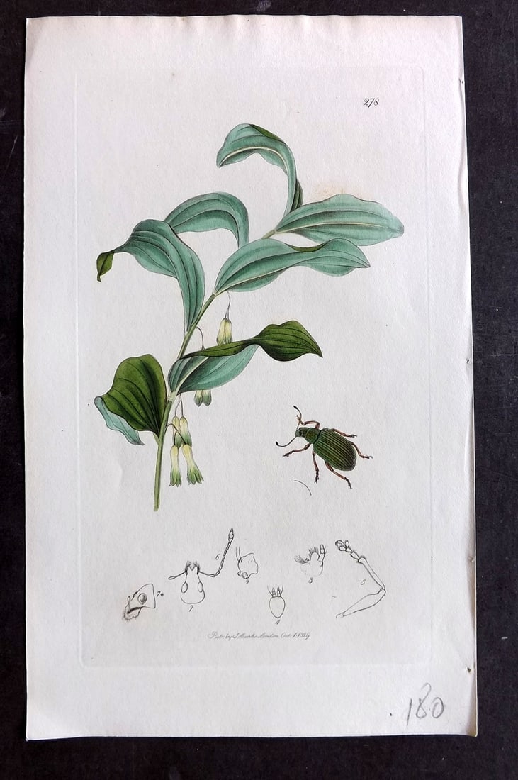 Curtis C1830 Hand Col Insect Botanical Print. Polydrusus Speciosus 278: Hand Colored Etching Published 1823-39, London for "British Entomology: Being Illustrations and Descriptions of the Genera of Insects found in Great Britain and Ireland" First Edition by John Curtis. 