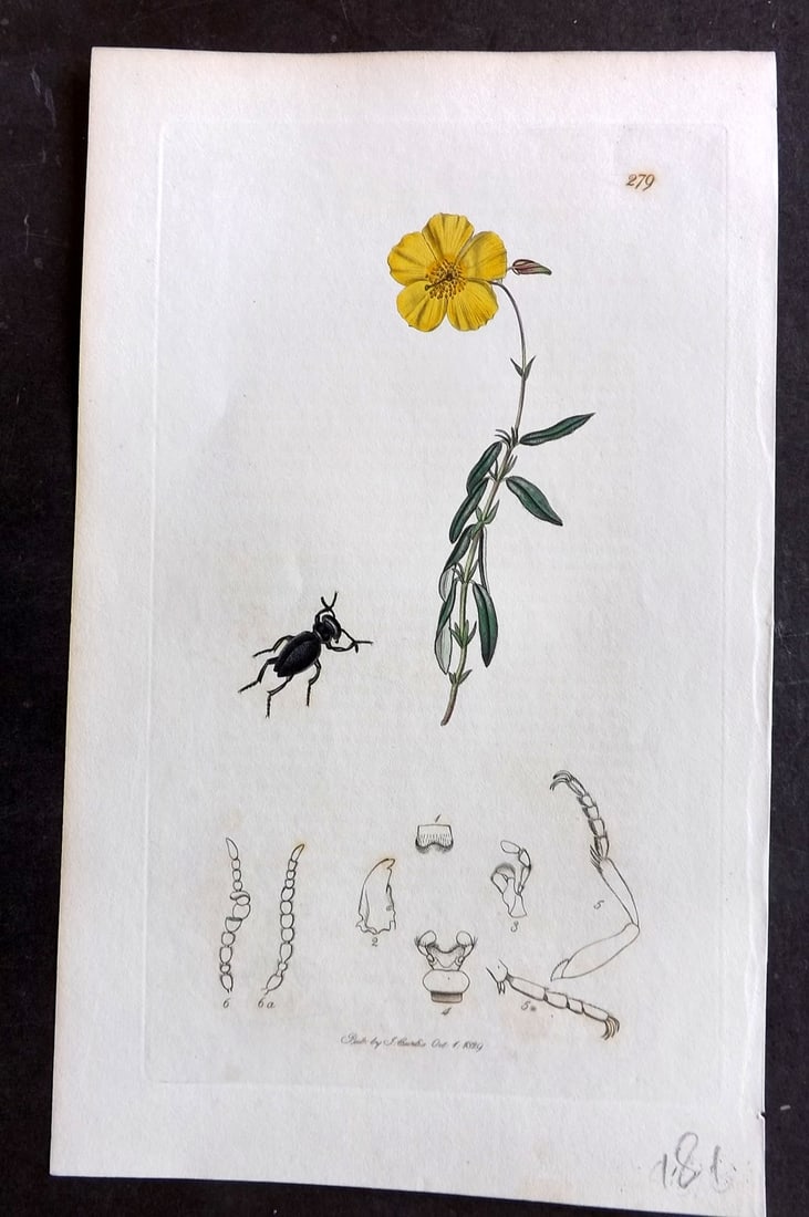 Curtis C1830 Hand Col Insect Botanical Print. Short Necked Oil Beetle 279 (1 of 1)