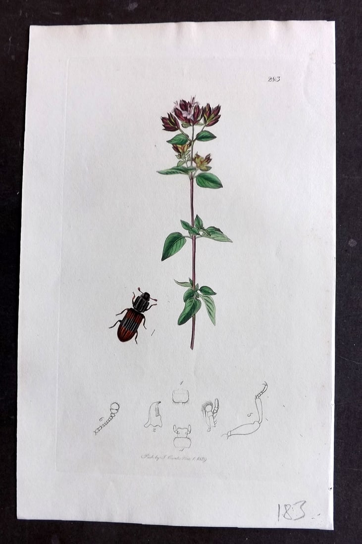 Curtis C1830 Hand Col Insect Botanical Print. Bitoma Crenata 283: Hand Colored Etching Published 1823-39, London for "British Entomology: Being Illustrations and Descriptions of the Genera of Insects found in Great Britain and Ireland" First Edition by John Curtis. 