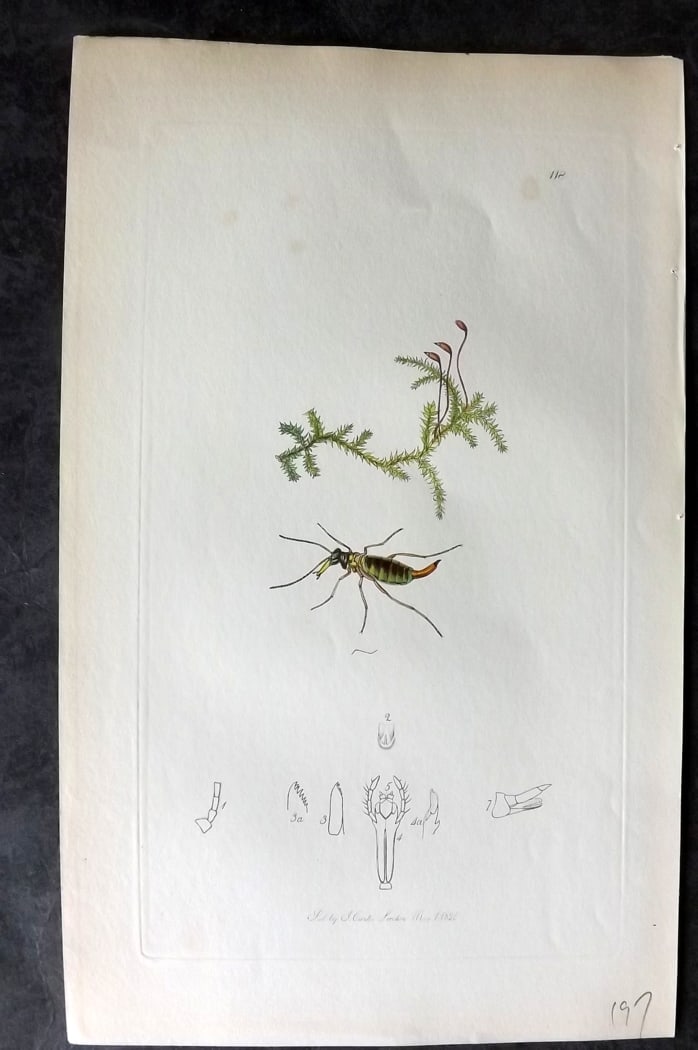 Curtis, William 1820's Hand Col Insect Botanical Print. Boreus Hyemalis 118: Hand Colored Etching Published 1823-39, London for "British Entomology: Being Illustrations and Descriptions of the Genera of Insects found in Great Britain and Ireland" First Edition by John Curtis. 