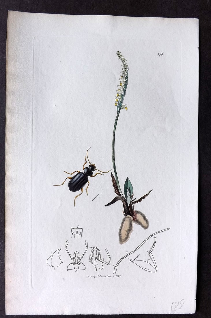 Curtis, John C1830 Hand Col Insect Botanical Print 176: Hand Colored Etching Published 1823-39, London for "British Entomology: Being Illustrations and Descriptions of the Genera of Insects found in Great Britain and Ireland" First Edition by John Curtis. 