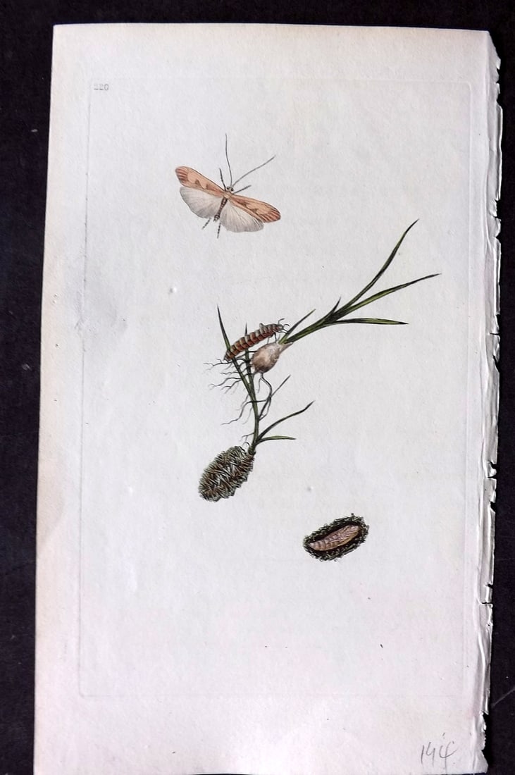 Donovan, Edward C1800 HCol Print. Spring Fly 220: Hand Colored Etching Published 1796-1813, London for "The Natural History of British Insects" by Edward Donovan. With accompanying descriptive text. Paper Size: 9.5 x 6 inch (24 x 15cm) Good Condition